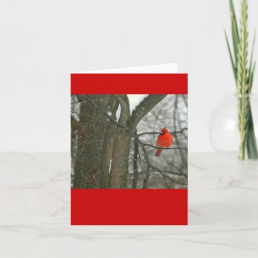 Helderrode kardinaal op boomtak (foto) kaart (Voorkant)