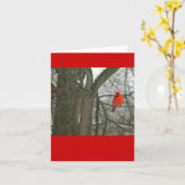 Helderrode kardinaal op boomtak (foto) kaart (Gele Bloem)