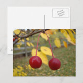 Helderrode krab Apples Postage Kaart (Voorkant / Achterkant)