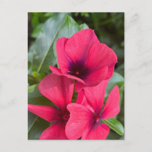 Helderrode Maagdenpalm Bloemen Close-up Briefkaart