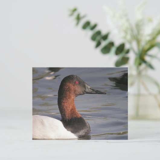 Helderrode ogen van de Canvasback Duck Briefkaart (Staand voorkant)
