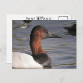 Helderrode ogen van de Canvasback Duck Briefkaart (Voorkant / Achterkant)