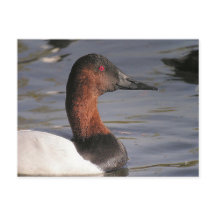 Helderrode ogen van de Canvasback Duck