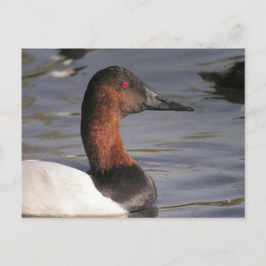 Helderrode ogen van de Canvasback Duck Briefkaart (Voorkant)