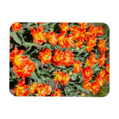 Helderrode oranje gembertulpen magneet (Horizontaal)