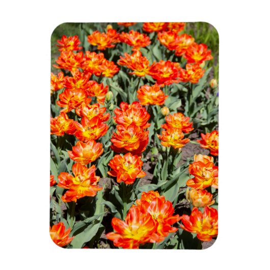 Helderrode oranje gembertulpen magneet (Verticaal)