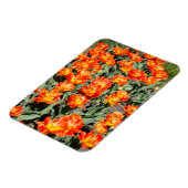 Helderrode oranje gembertulpen magneet (Linkerzijde)