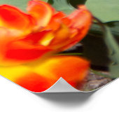 Helderrode oranje gembertulpen poster (Hoek)