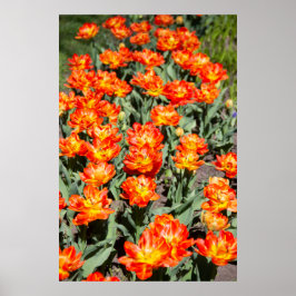 Helderrode oranje gembertulpen poster