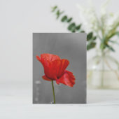 Helderrode papaver op grijze achtergrond briefkaart (Staand voorkant)