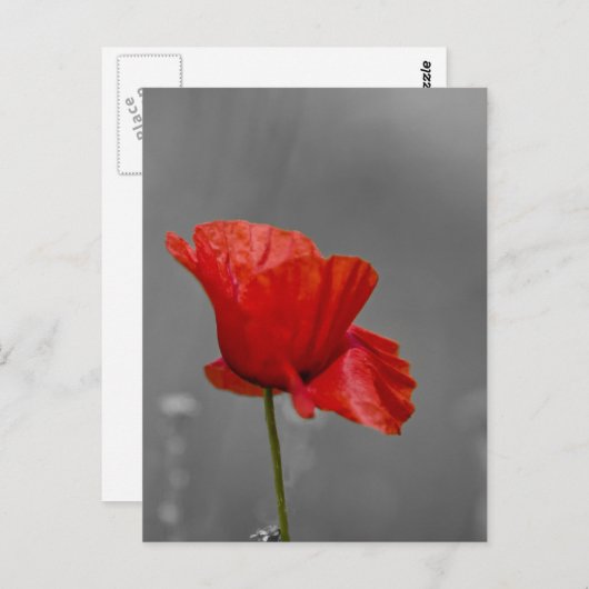 Helderrode papaver op grijze achtergrond briefkaart (Voorkant / Achterkant)