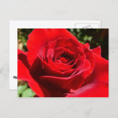 Helderrode rode rozenbloem mooie Floral Briefkaart (Voorkant / Achterkant)