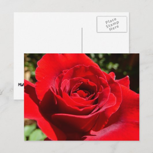 Helderrode rode rozenbloem mooie Floral Briefkaart (Voorkant / Achterkant)