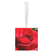 Helderrode rode rozenbloem mooie Floral Decoratie (Rechts)