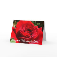 Helderrode rode rozenbloem mooie Floral