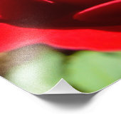 Helderrode rode rozenbloem mooie Floral Foto Afdruk (Hoek)