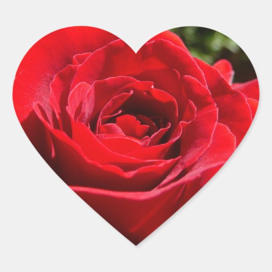 Helderrode rode rozenbloem mooie Floral Hart Sticker (Voorkant)