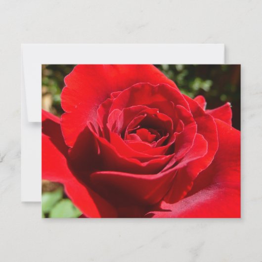 Helderrode rode rozenbloem mooie Floral Kaart (Voorkant)