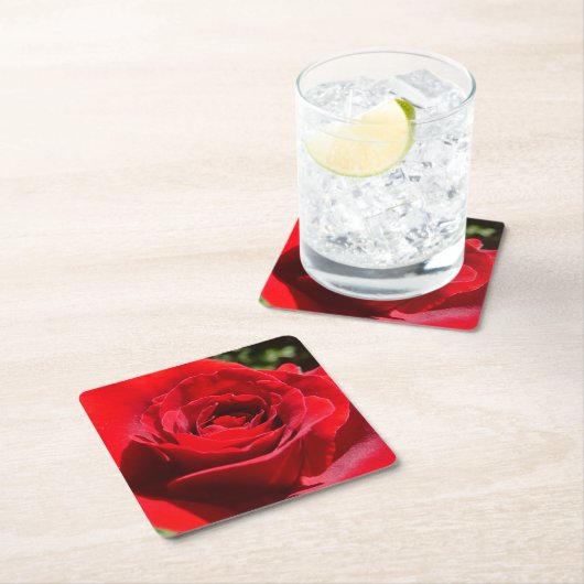 Helderrode rode rozenbloem mooie Floral Kartonnen Onderzetters (Insitu)