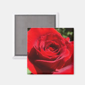 Helderrode rode rozenbloem mooie Floral Magneet (Voorkant / Achterkant)