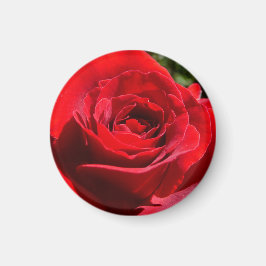 Helderrode rode rozenbloem mooie Floral Magneet