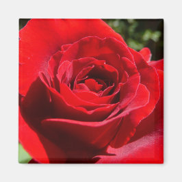Helderrode rode rozenbloem mooie Floral Magneet