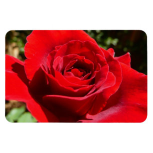 Helderrode rode rozenbloem mooie Floral Magneet