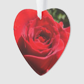 Helderrode rode rozenbloem mooie Floral Ornament (voorkant)