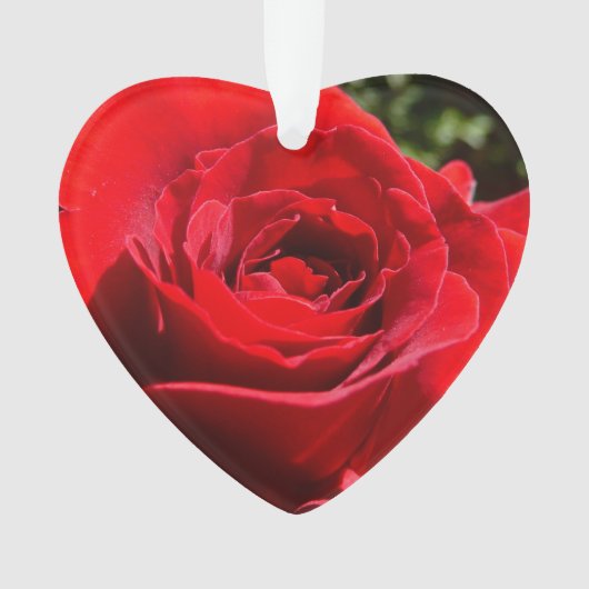 Helderrode rode rozenbloem mooie Floral Ornament (voorkant)