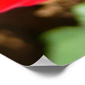 Helderrode rode rozenbloem mooie Floral Poster (Hoek)