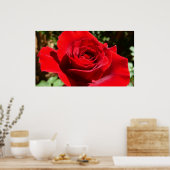 Helderrode rode rozenbloem mooie Floral Poster (Keuken)