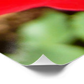 Helderrode rode rozenbloem mooie Floral Poster (Hoek)