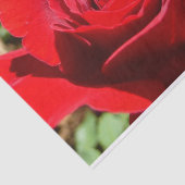 Helderrode rode rozenbloem mooie Floral Tissuepapier (Detail)