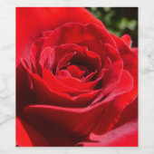 Helderrode rode rozenbloem mooie Floral Wijn Etiket (Enkel label)