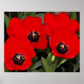 Helderrode tulpen bloem fotografisch poster (Voorkant)