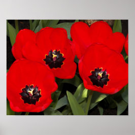 Helderrode tulpen bloem fotografisch poster
