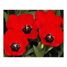 Helderrode tulpen bloem fotografisch