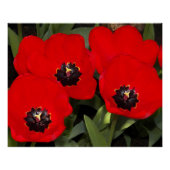 Helderrode Tulpen Floral Fotografisch glanzend Perfect Poster (Voorkant)