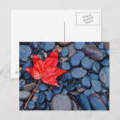 Helderrood Herfst Leaf Briefkaart (Voorkant / Achterkant)