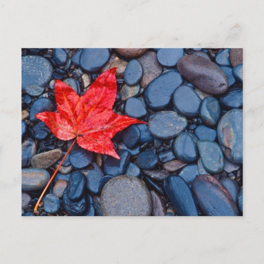 Helderrood Herfst Leaf Briefkaart (Voorkant)