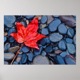 Helderrood Herfst Leaf Poster