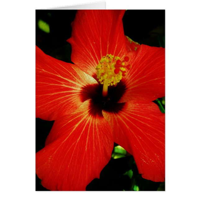 Helderrood Oranje Hibiscus Flower (Voorkant)
