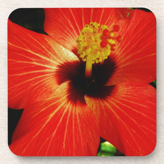 Helderrood Oranje Hibiscus Flower Bier Onderzetter (Voorkant)