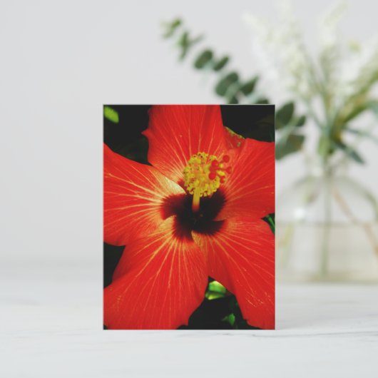 Helderrood Oranje Hibiscus Flower Briefkaart (Staand voorkant)