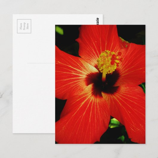Helderrood Oranje Hibiscus Flower Briefkaart (Voorkant / Achterkant)