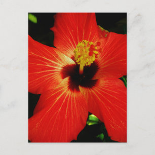 Helderrood Oranje Hibiscus Flower Briefkaart