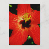 Helderrood Oranje Hibiscus Flower Briefkaart (Voorkant)
