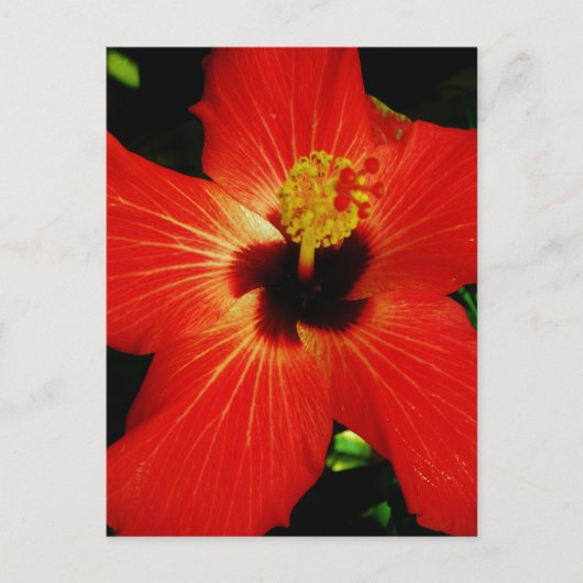 Helderrood Oranje Hibiscus Flower Briefkaart (Voorkant)