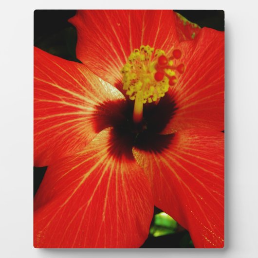 Helderrood Oranje Hibiscus Flower Fotoplaat (Voorkant)
