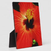 Helderrood Oranje Hibiscus Flower Fotoplaat (Zijkant)